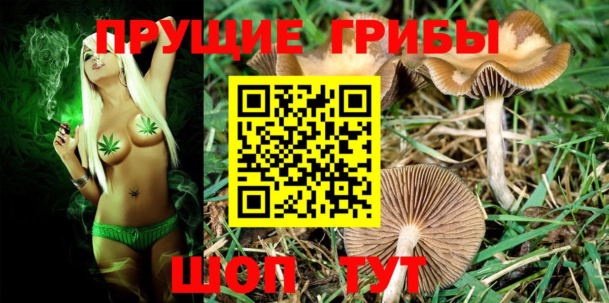 Галлюциногенные грибы Psilocybe  Вход с VPN  Псилоцибиновые грибы прущие грибы  Аша 